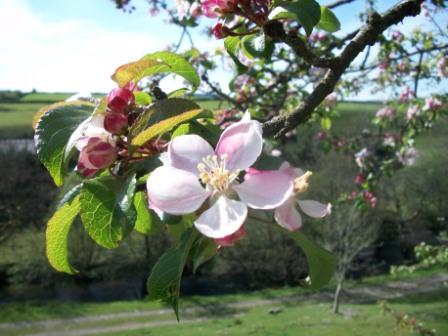 Crab Apple