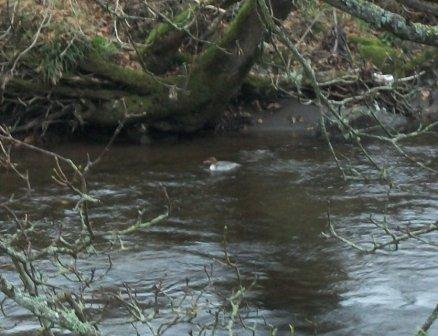 Goosander