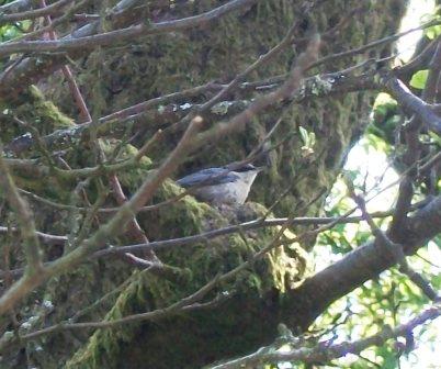 Nuthatch