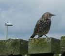 starling