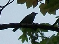 Blackcap
