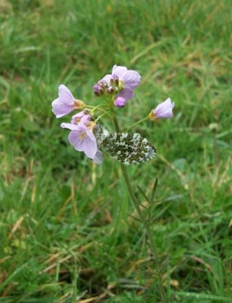 cuckoo flower and butterfly
